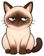 suki, a siamese cat